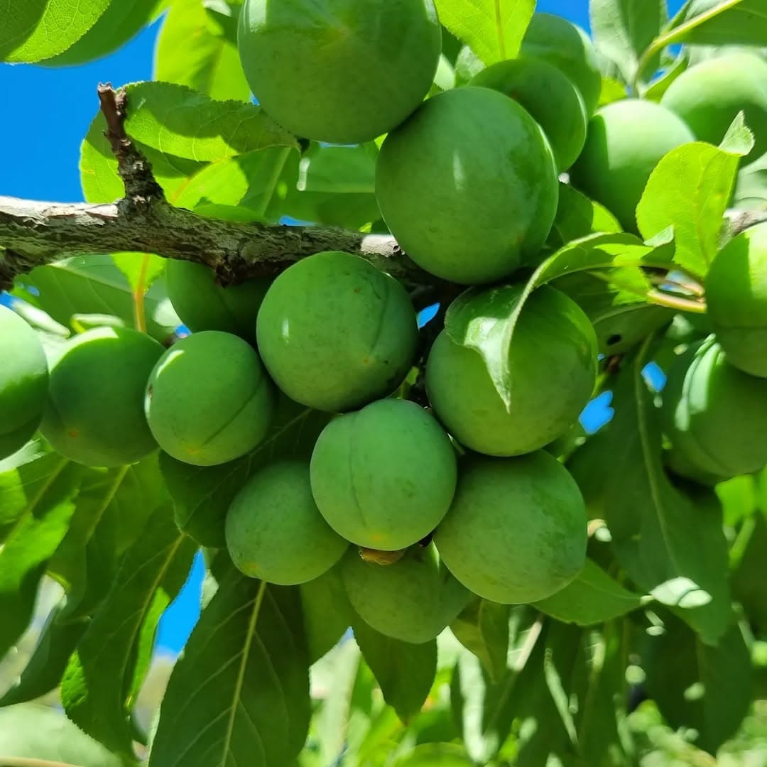 Mermelada de Durazno