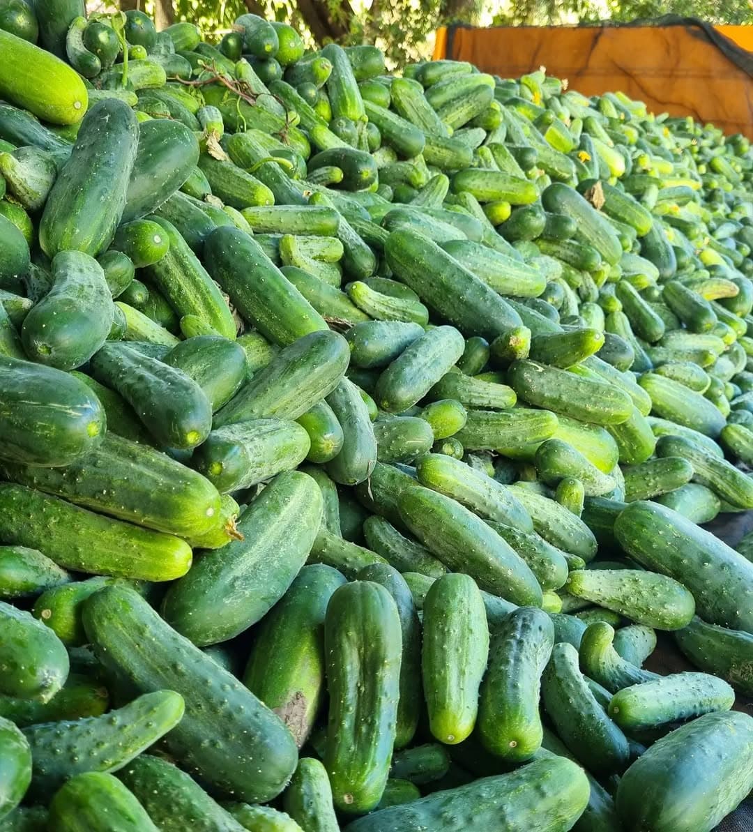 Pepinillos