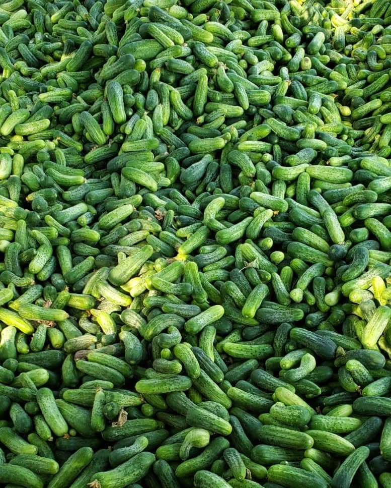 Pepinos Agridulces